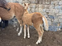 Pferde (Partie, Geschlecht nicht angegeben), Kazakh horse — Foto 1