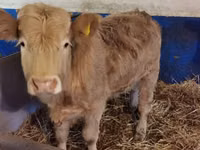 Kuh, Limousin-Kuh — Foto 4