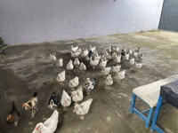 Ducks — 照片 5