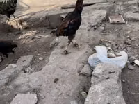 Chickens — Foto 3