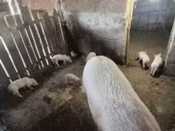 Säue, 