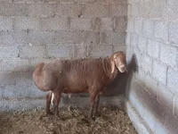 Widder, Arashan sheep — Foto 4