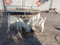 تيس, Saanen goat — الصورة 2