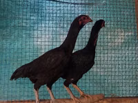 Chickens — फ़ोटो 4