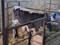 Bulle, Holstein-Rasse — Foto 3