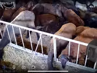 Qoʻy, Qoʻylar — 2-rasm