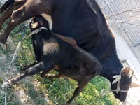 गाय, मवेशी — फ़ोटो 1