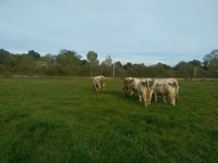 सांड, Charolais cattle — फ़ोटो 3