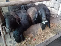كبش, Rhon sheep — الصورة 6