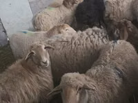 भेड़, भेड़ — फ़ोटो 5