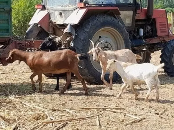 Ziege, Nubian Goat