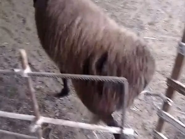 كبش, Hissar sheep — أوزبكستان