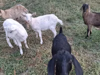 Ешкі, Nubian Goat — 2-сурет
