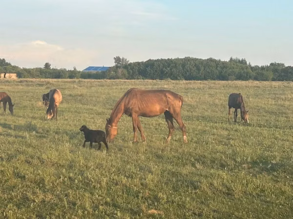 Stute, Horse breed — Kasachstan