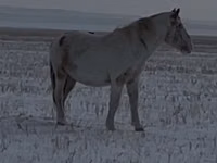 Айғыр, Жылқылар — 1-сурет