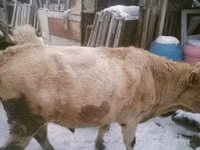 公牛, Cattle — 照片 3