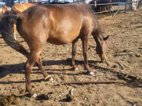 Yegua, Caballos — foto 2
