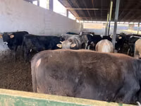 Bulle, Swiss cattle — Foto 3
