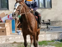 Hengst, Pferde — Foto 2