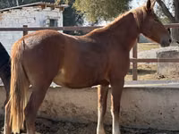 घोड़ी, Arabian horse — फ़ोटो 3