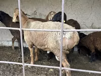 Schaf, Schafe — Foto 1