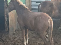 Mare, Horses — photo 3