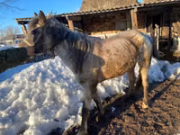 Toychoq, Kazakh horse — 3-rasm