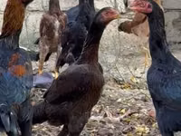 Malay Game — Foto 4