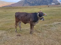 母牛, Cattle — 照片 2