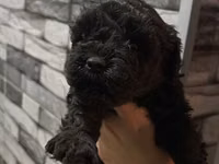 1aylıq Toy Poodle balaları – qara rəngli, sıx qıvrım tüklü Məhsulun — Foto 3