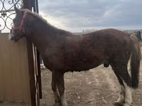 Hengst, Kazakh horse — Foto 3