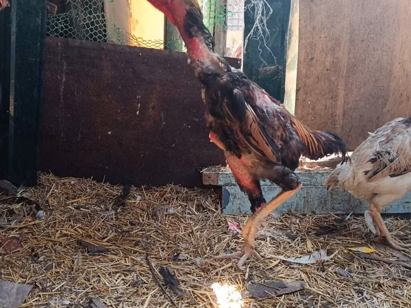 Chickens