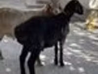كبش, الأغنام — الصورة 5