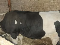ثور, Simmental cattle — الصورة 5