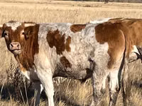 Bulle, Latvian Blue cattle — Foto 5