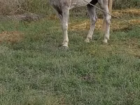 Hengst, Azerbaijan horse — Foto 1