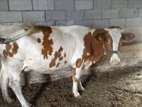 母牛, Swiss cattle — 照片 4