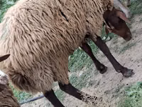 كبش, الأغنام — الصورة 1