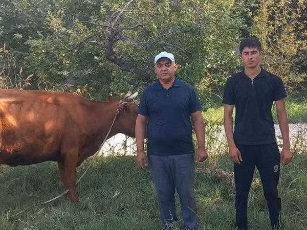Rinder (Partie, Geschlecht nicht angegeben), Rinder — Usbekistan