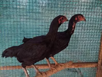 Chickens — फ़ोटो 7