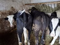 Kuh, Russian Black pied cattle — Foto 6