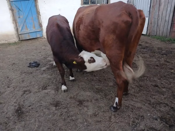 Vaca, Simmental cattle