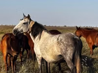 فرس, Kazakh horse — الصورة 2