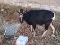 تيس, Alpine goat — الصورة 2
