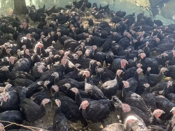 Turkeys