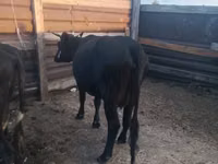 Kuh, Russian Black pied cattle — Foto 4