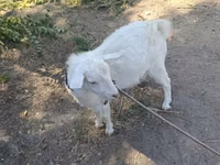 Ешкі, Saanen goat — 3-сурет