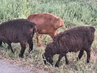 Қошқар, Arashan sheep — 6-сурет