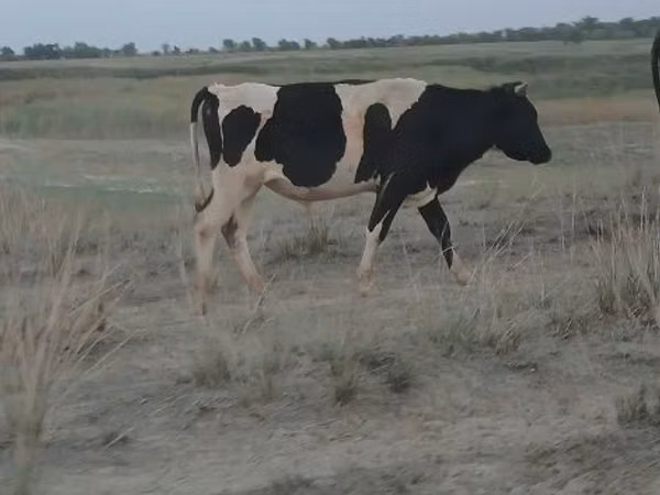 公牛, Holstein breed — 哈萨克斯坦