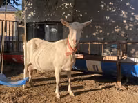 Ziege, Saanen goat — Foto 1